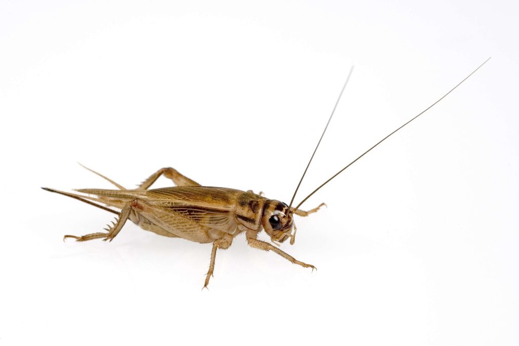 Live Crickets Archives - Rodents Australia